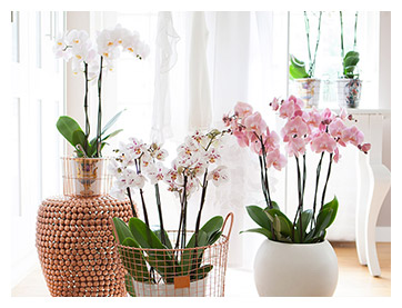 piko plant inspiration gallery1